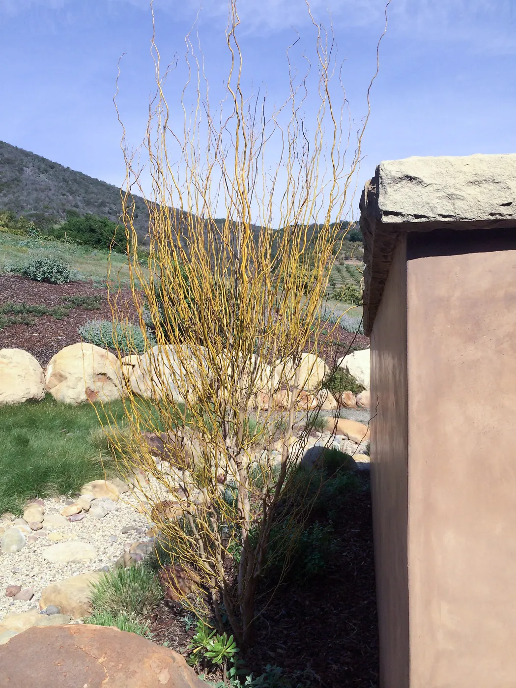 Victor Schaff garden, yellow willow