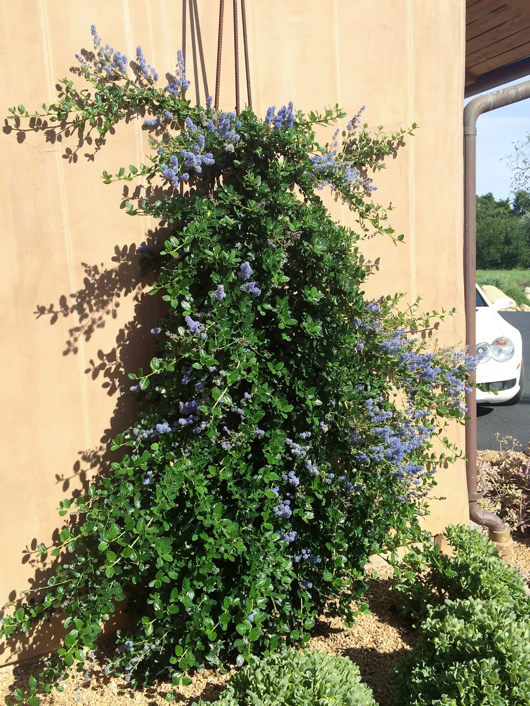 Victor Schaff garden, Ceanothus â€˜Yankee Point' trained up a wall