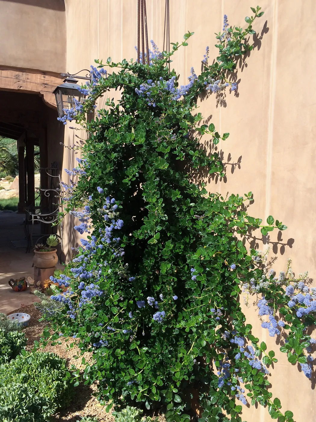 Victor Schaff garden, Ceanothus â€˜Yankee Point' trained up a wall