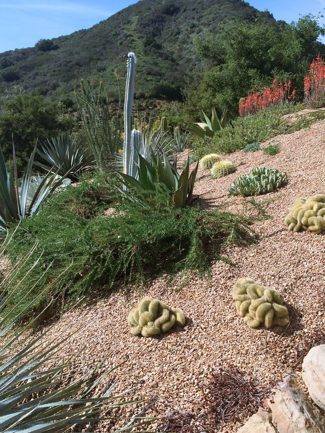 Victor Schaff garden, gravel mulch