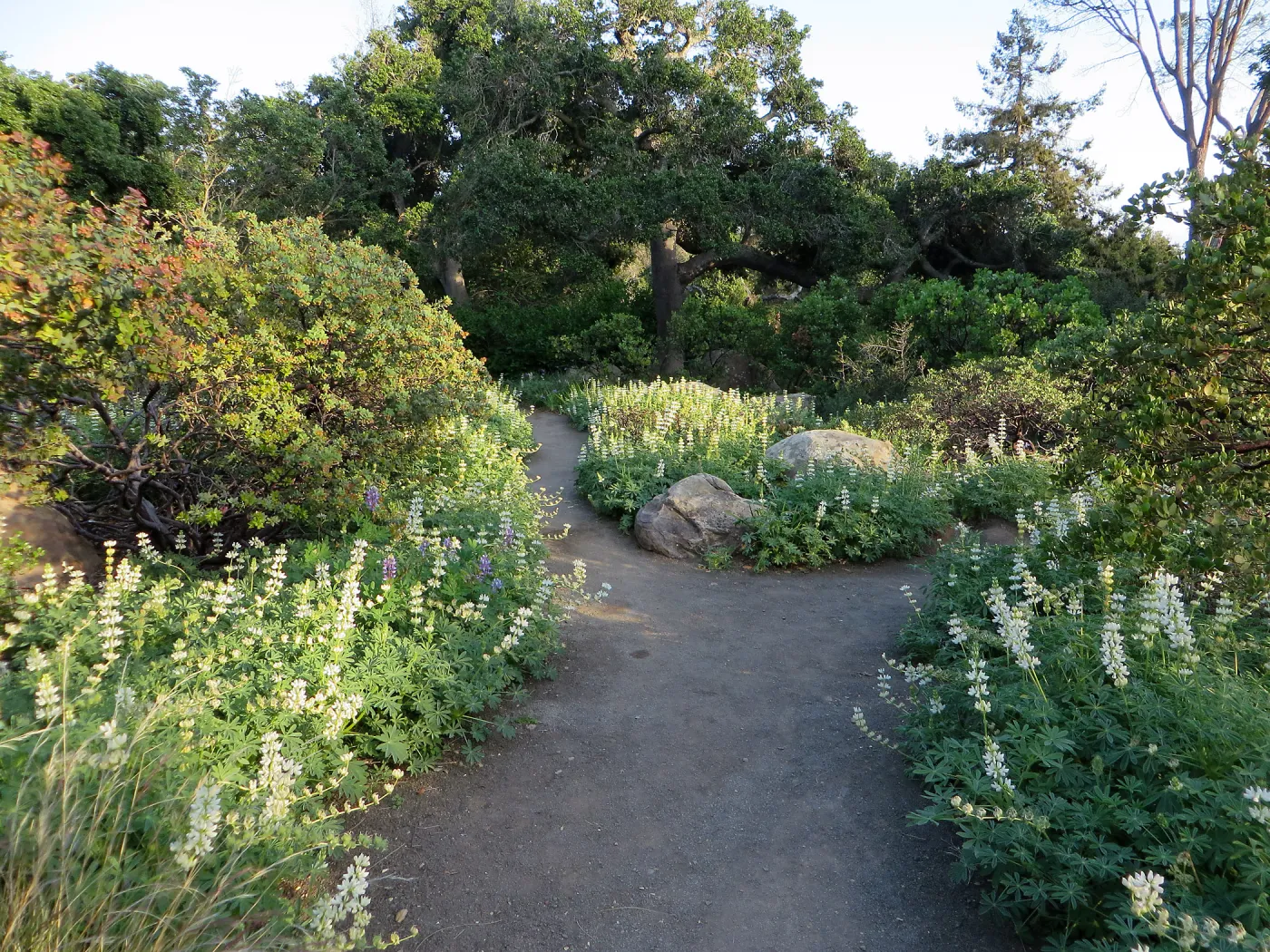 Lupinus microcarpus in Manzanita Section