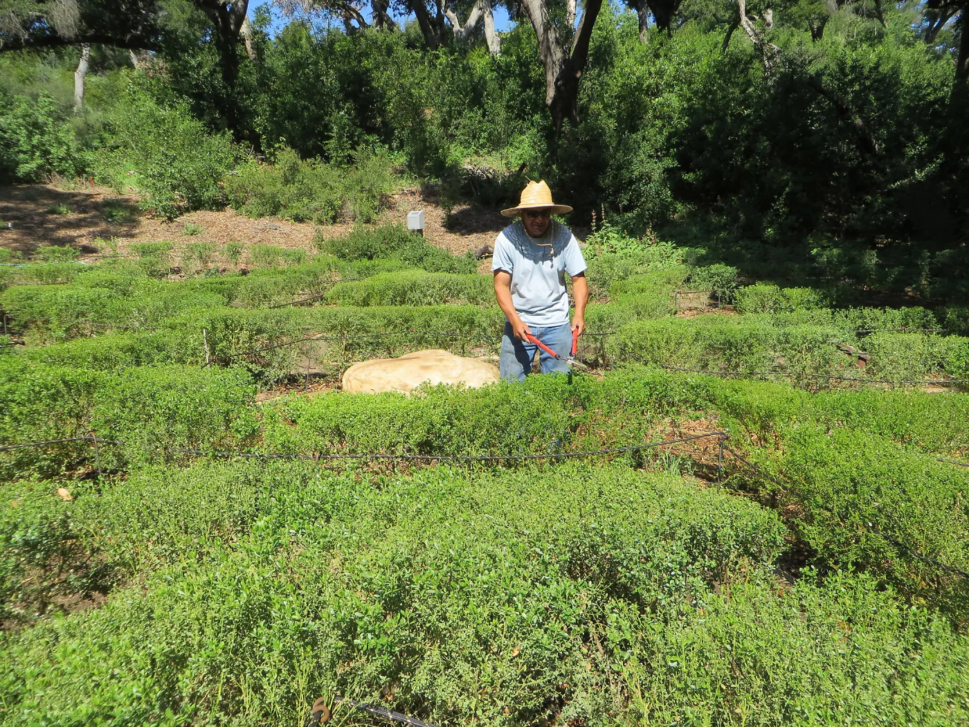 Robert Carrillo trimming the Centennial Maze