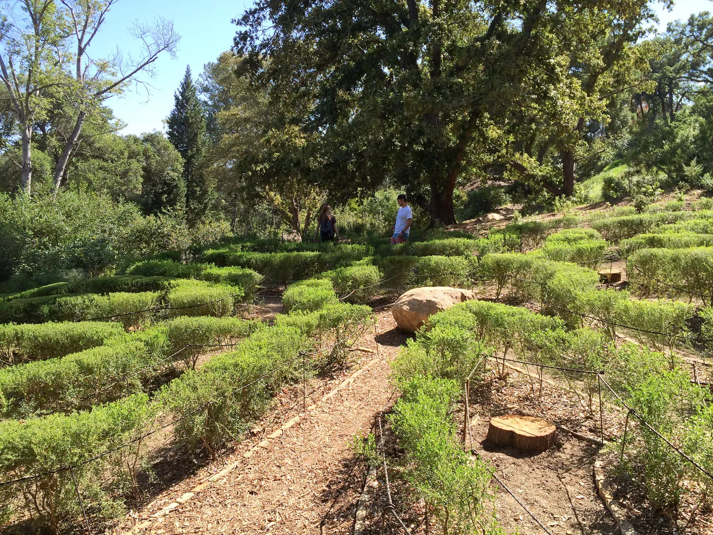 Centennial Maze