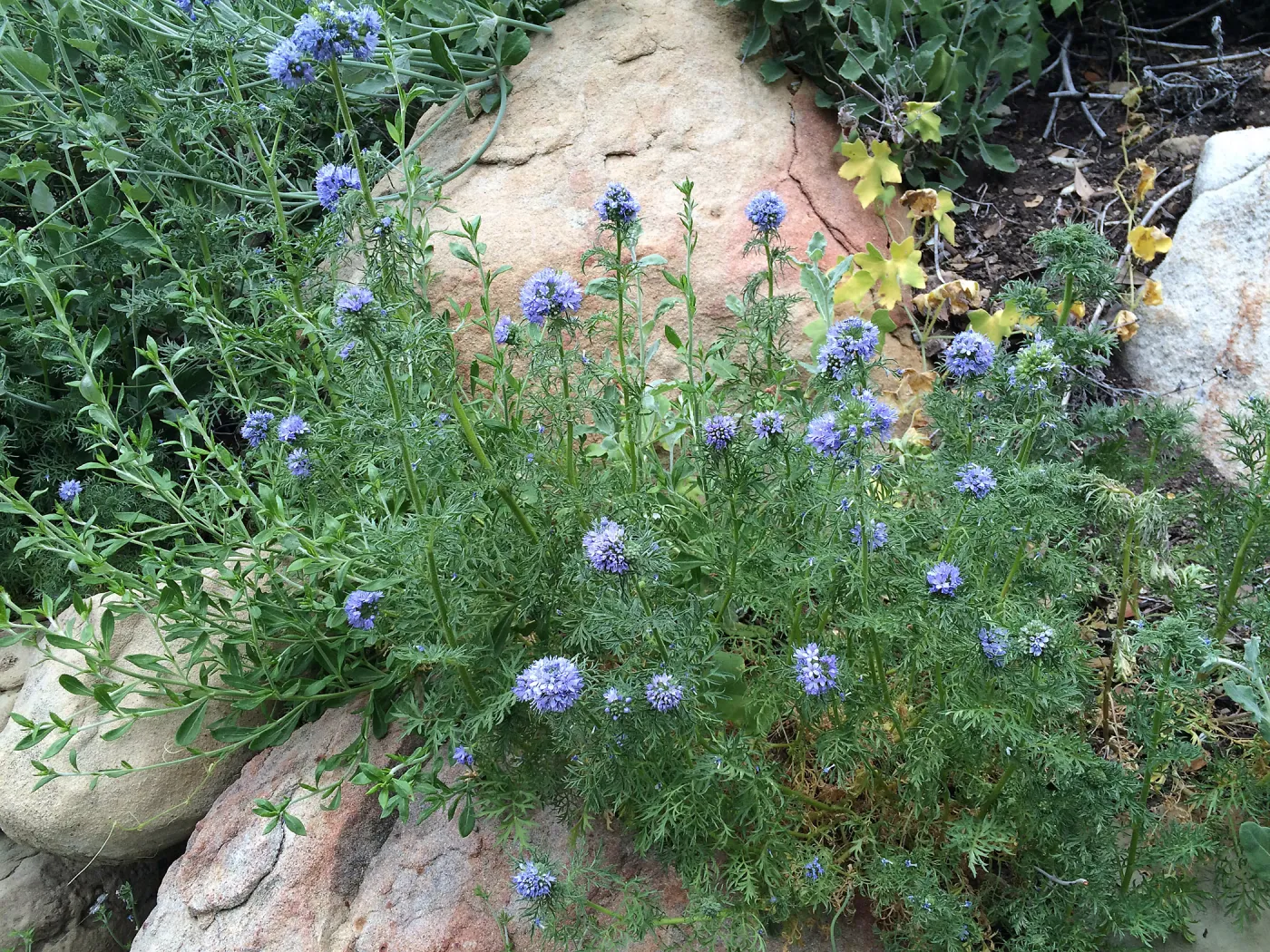 Gilia capitata