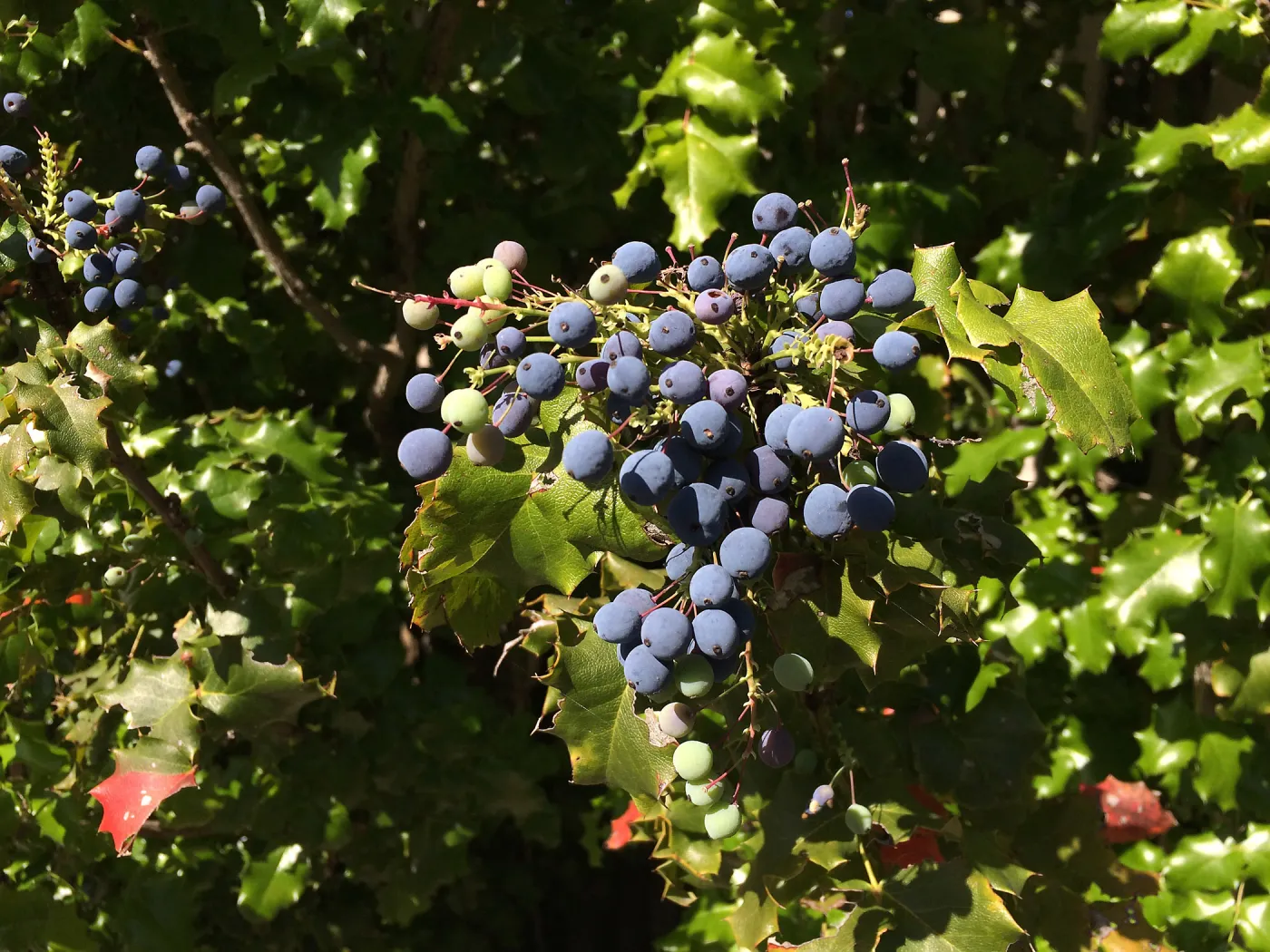 Berberis pinnata