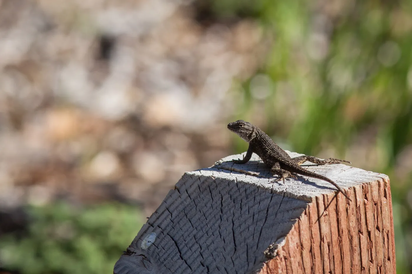Lizard