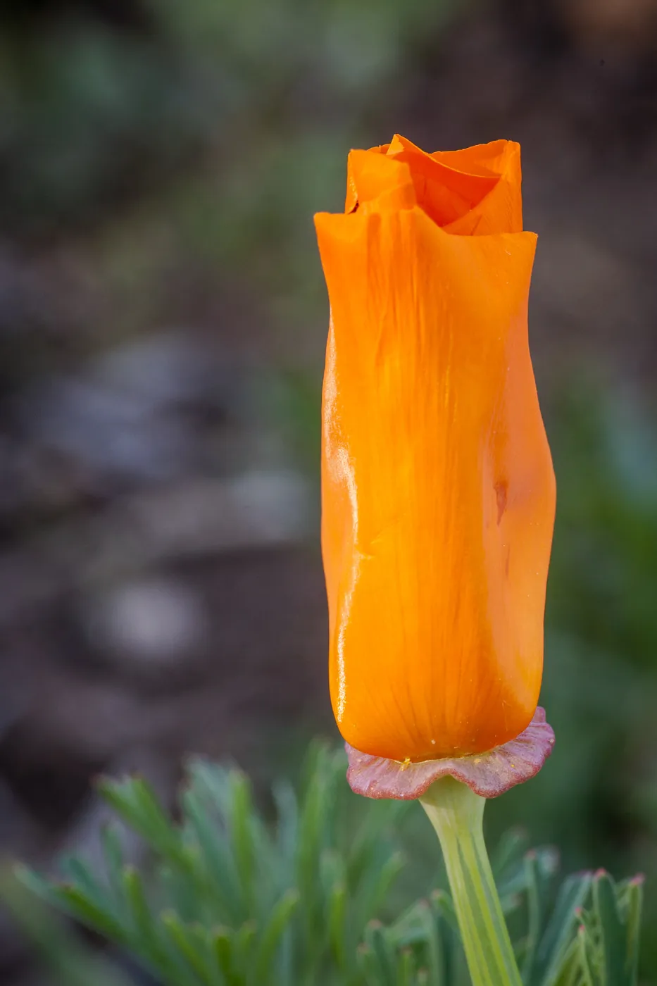 California Poppy