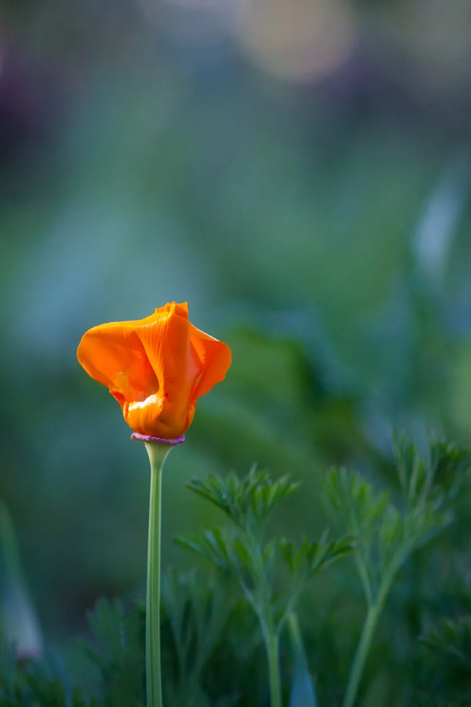 California Poppy