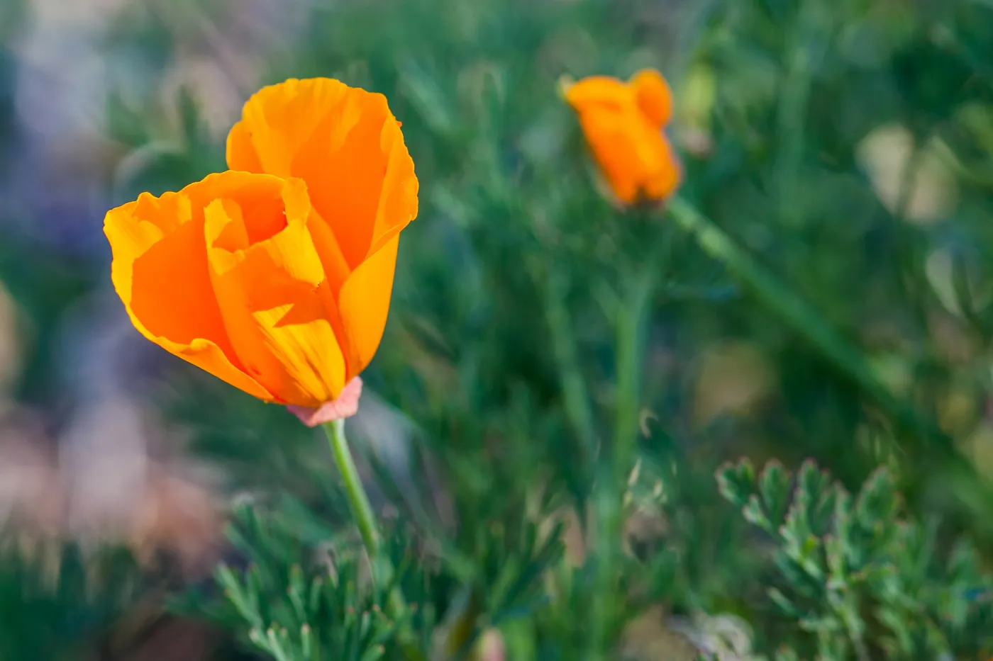 California Poppy