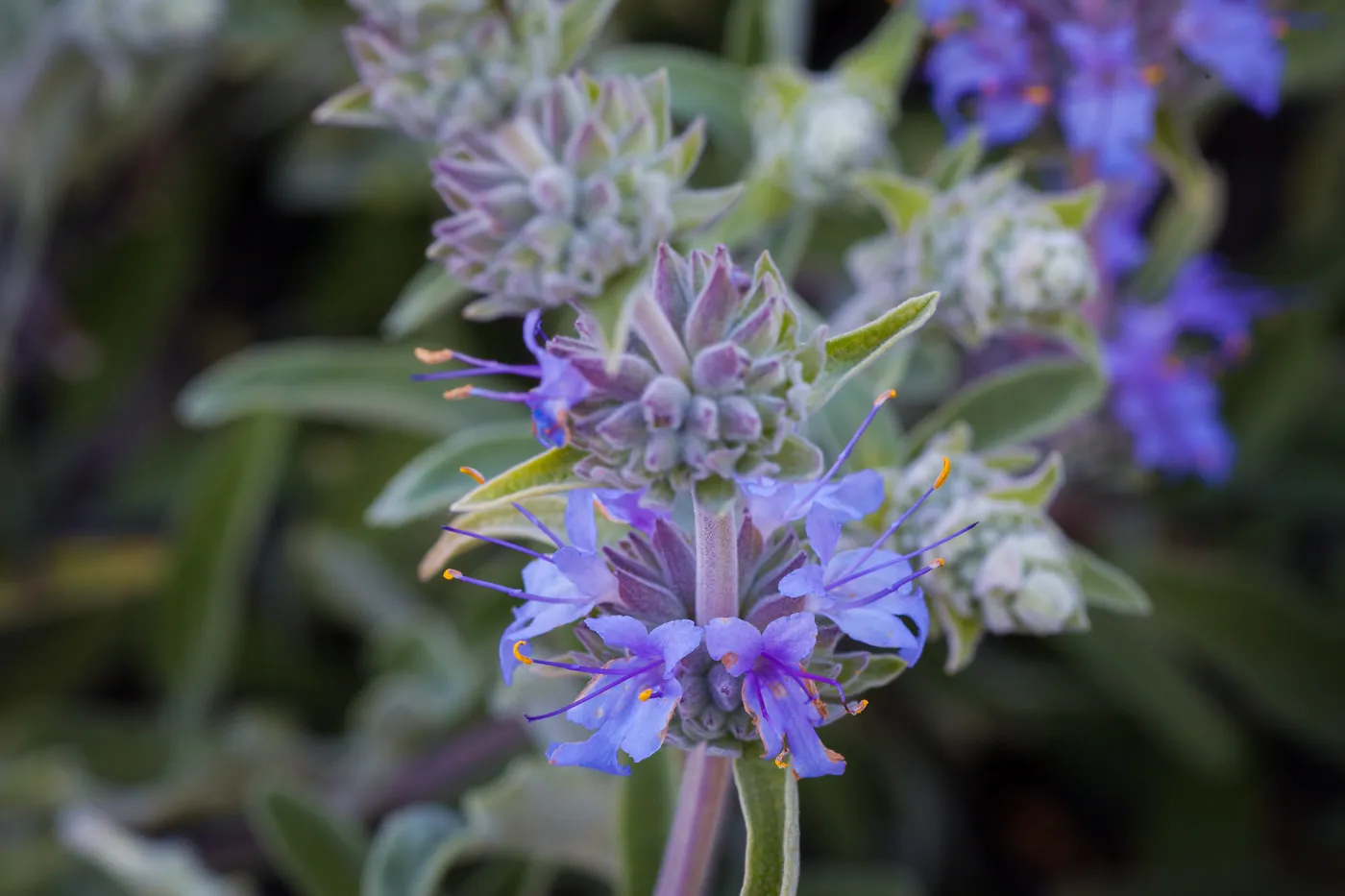 Sage