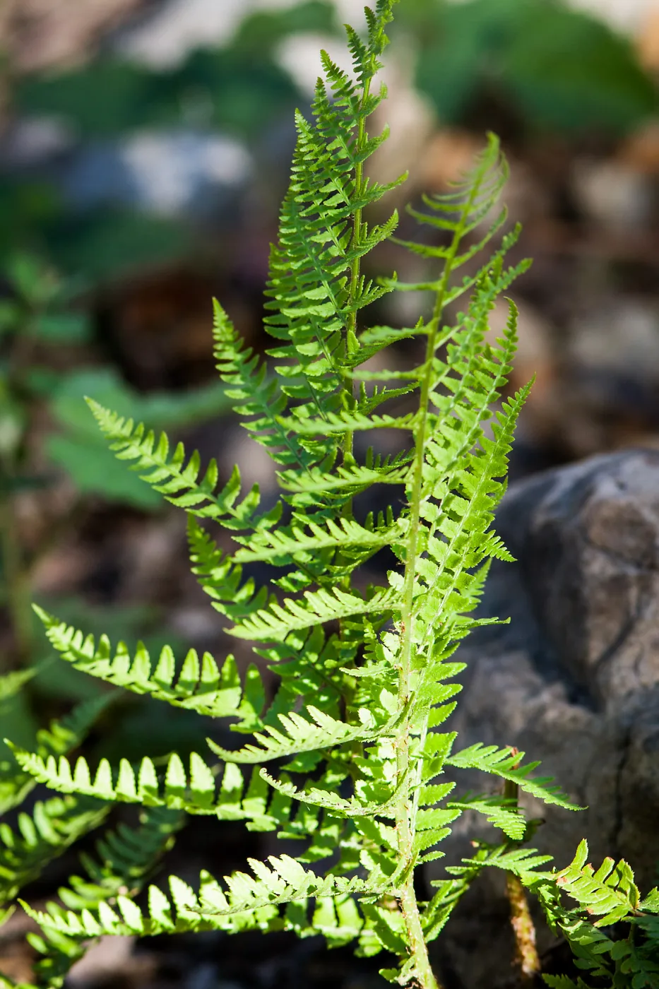 Fern