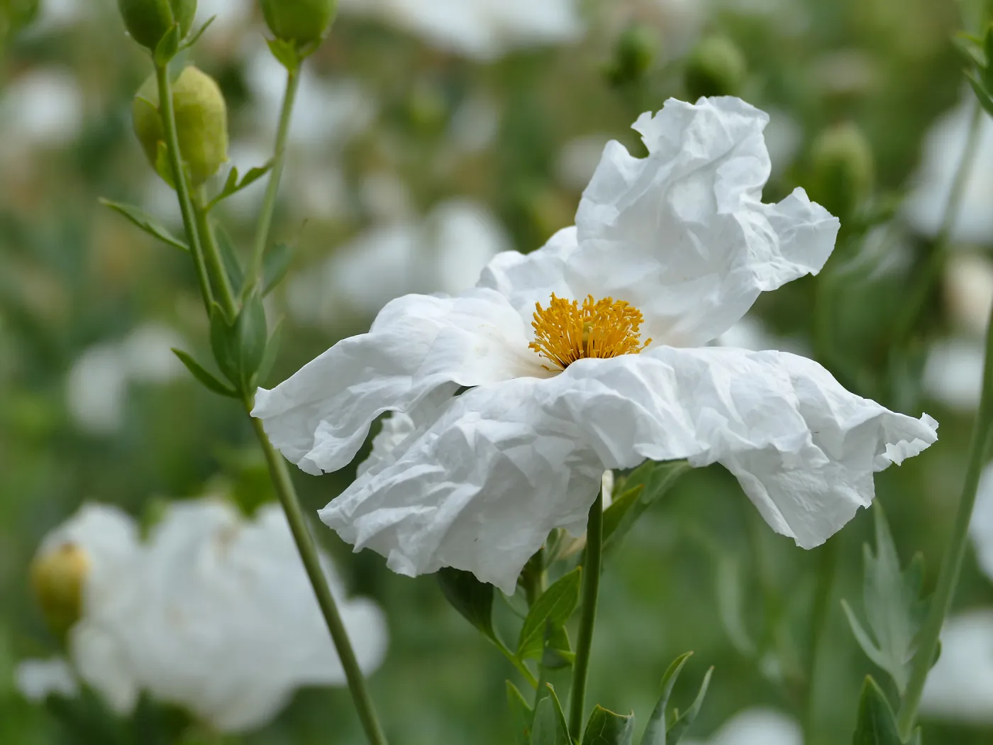 Hairy Matilija Poppy
