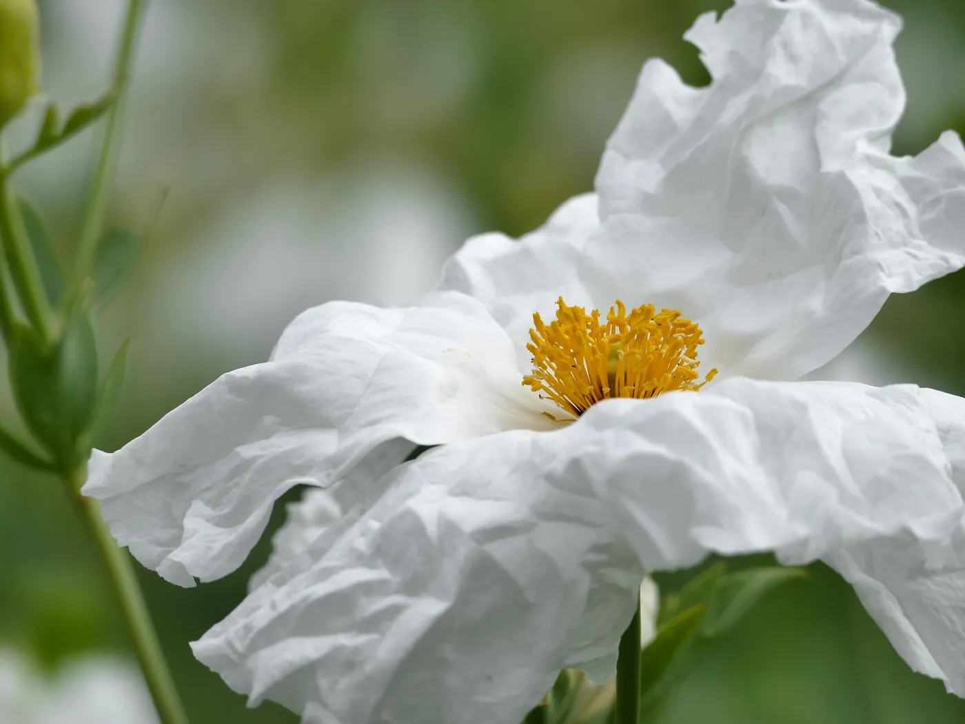 Hairy Matilija Poppy