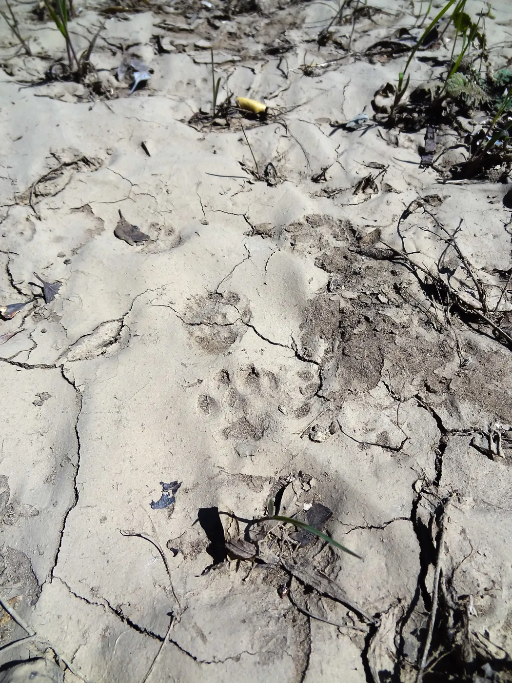 SBBG Staff field trip to Santa Cruz Island, Island fox tracks in mud