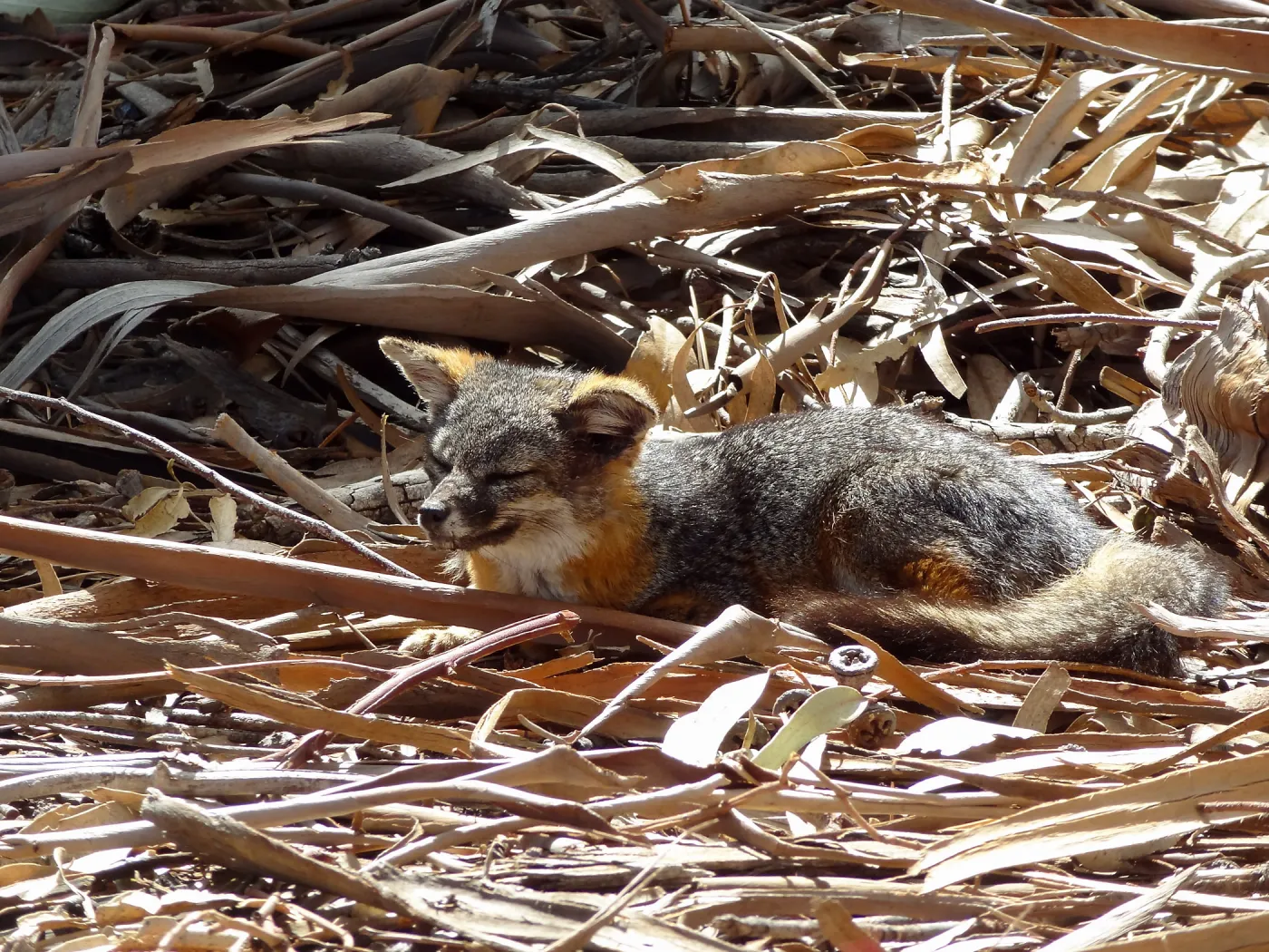 SBBG Staff field trip to Santa Cruz Island, Santa Cruz Island fox