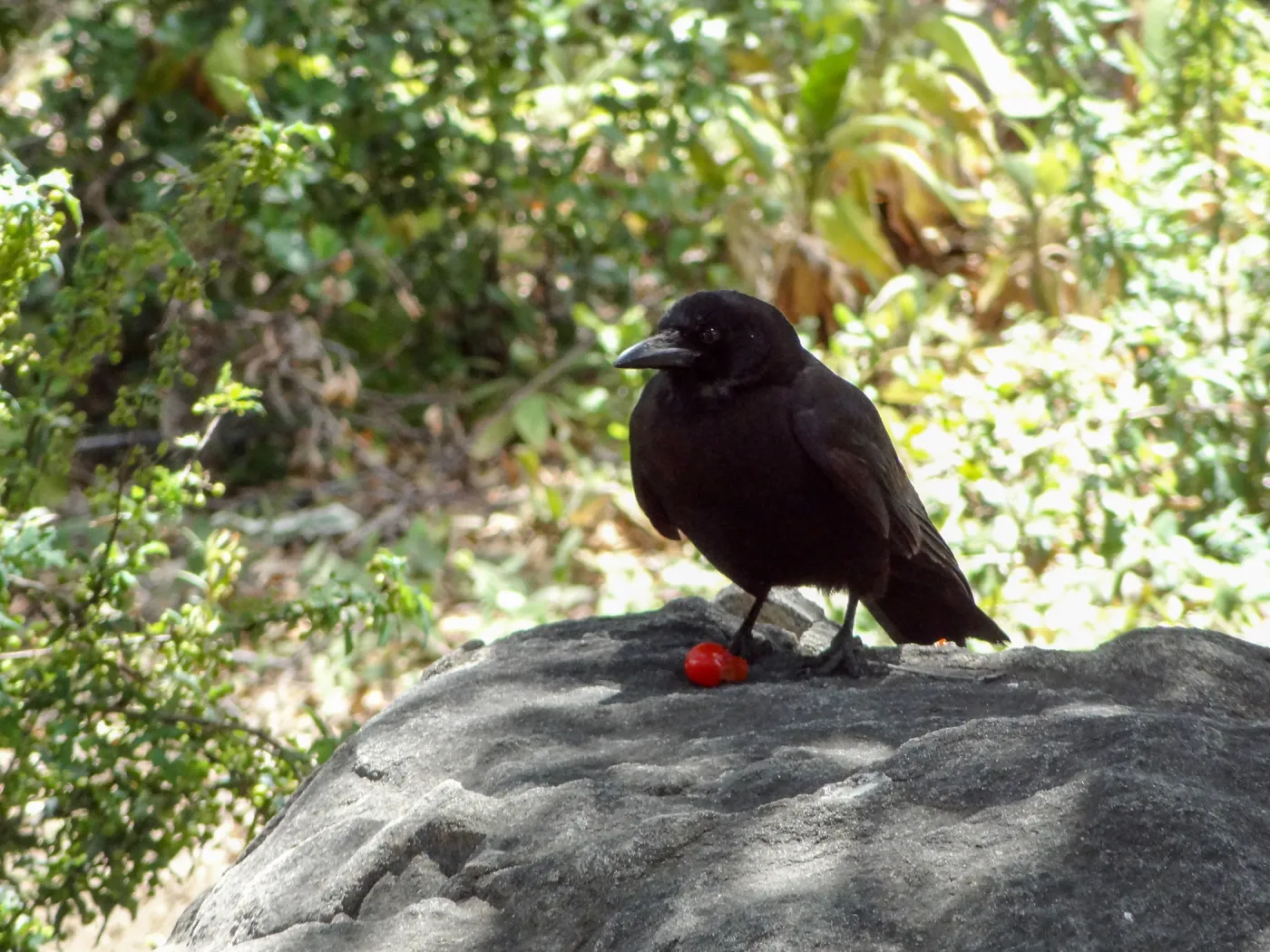 crow, SBBG