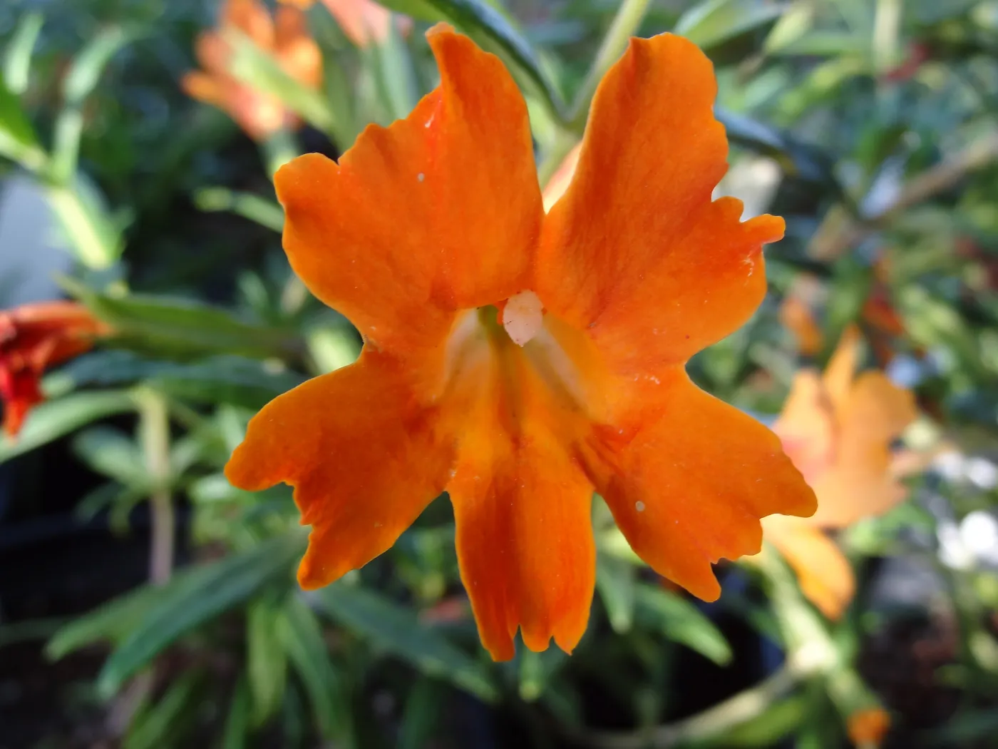 monkeyflowers, Spring Plant Sale 2014