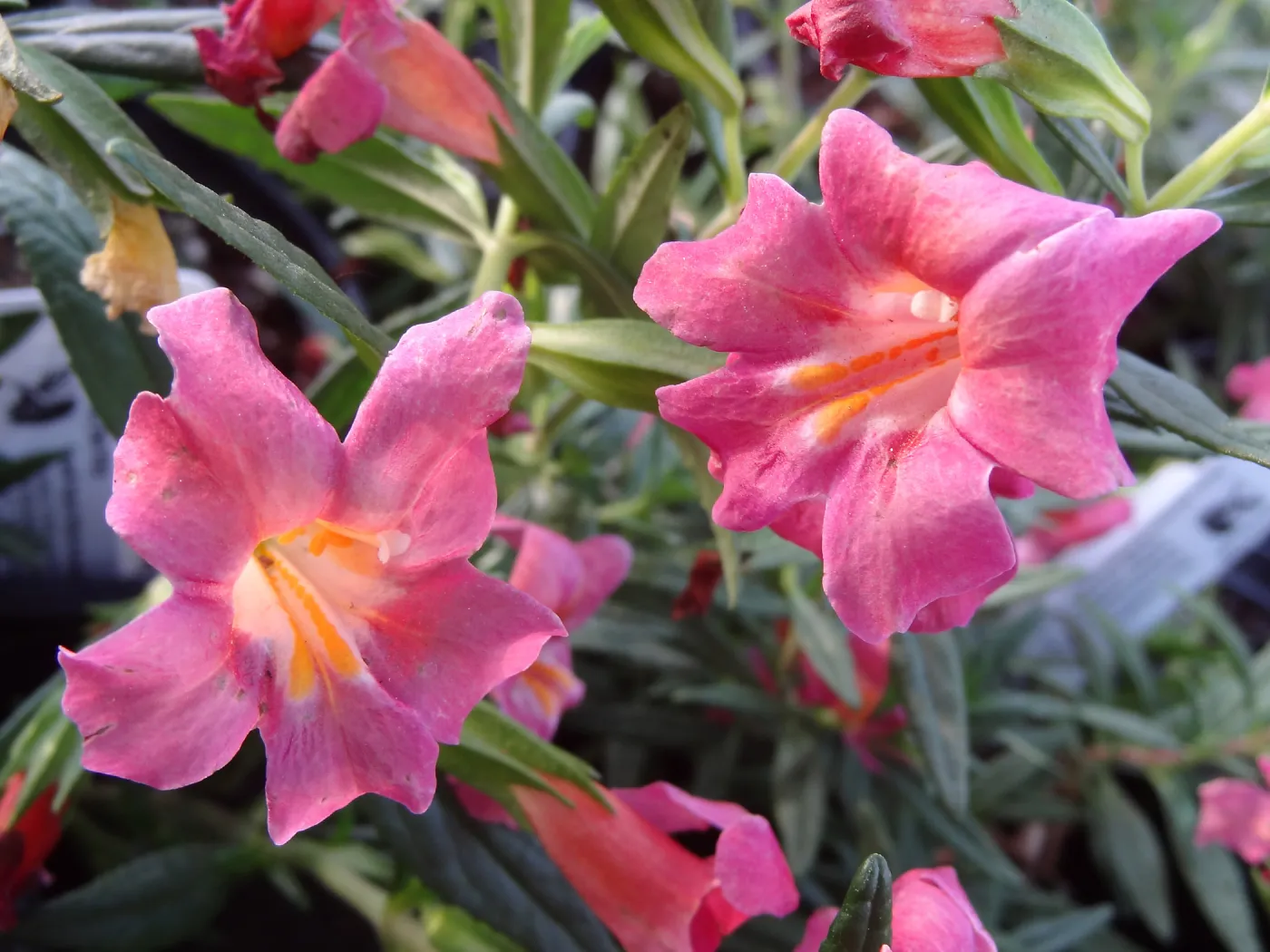monkeyflowers, Spring Plant Sale 2014
