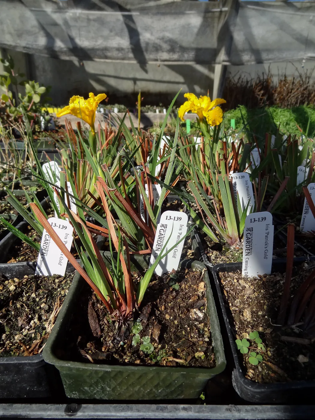 Plant propagation at the Horticulture nursery, living collections nursery, Hort unit