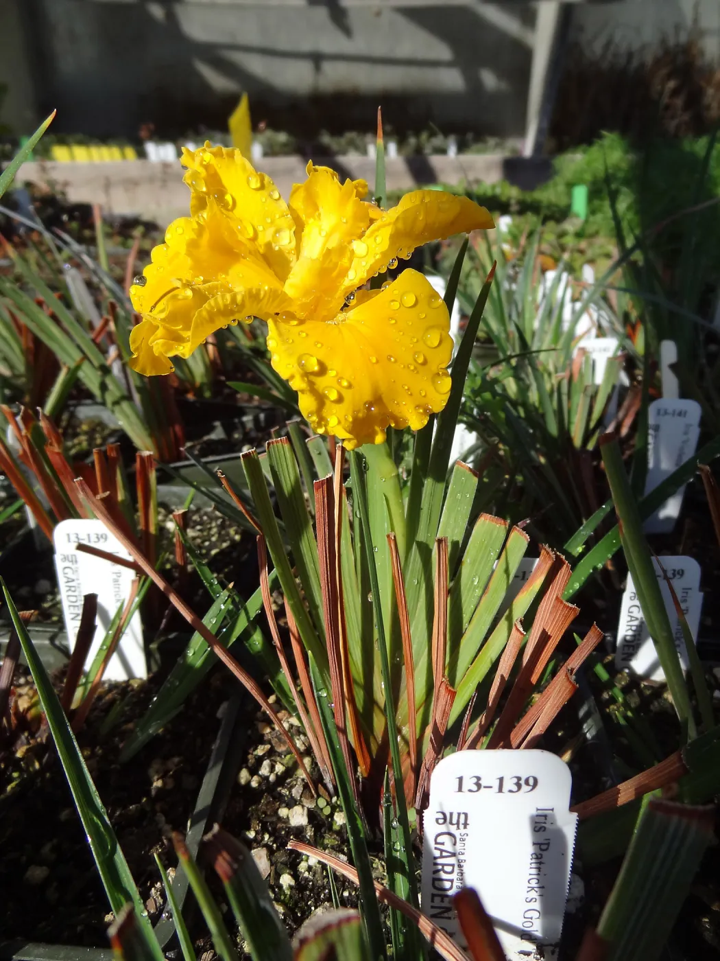 Plant propagation at the Horticulture nursery, living collections nursery, Hort unit