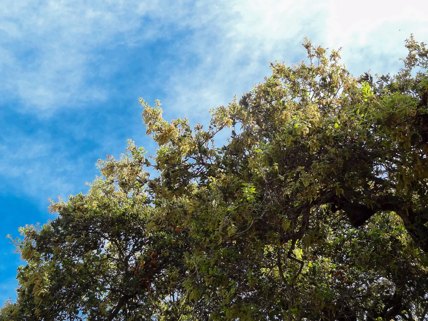 oak, flowers and new leaves, Quercus agrifolia (Coastal Live Oak)