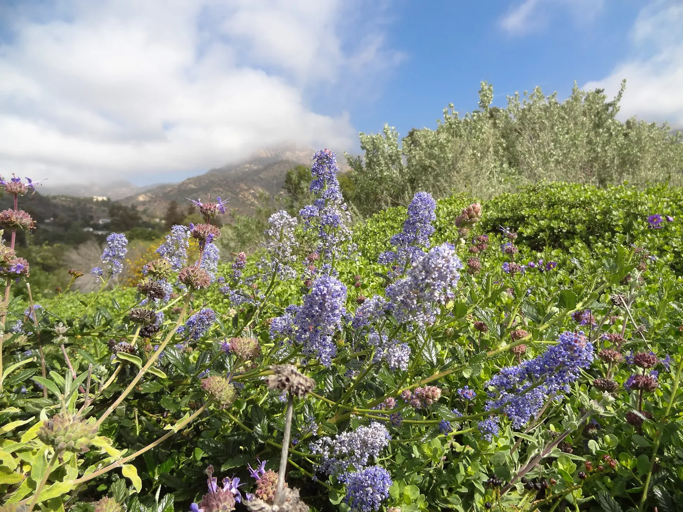 Porter Trail in bloom, Spring 2014 (California Lilac)