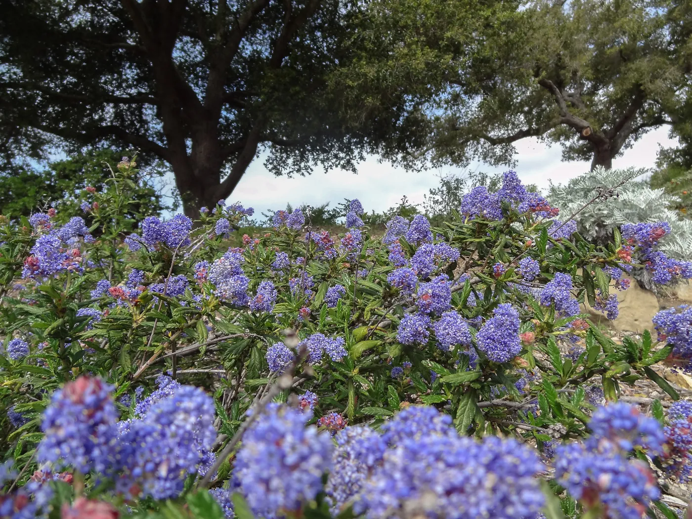 Porter Trail in bloom, Spring 2014 (California Lilac)