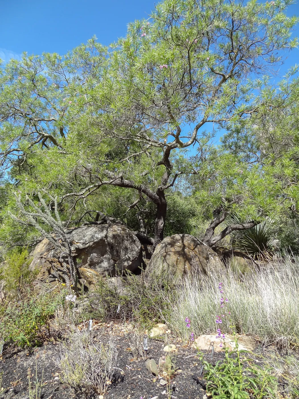 Desert Section