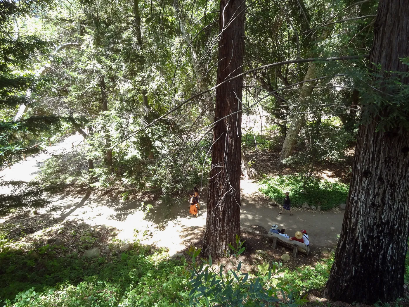 visitors in Redwood Section, from trail above