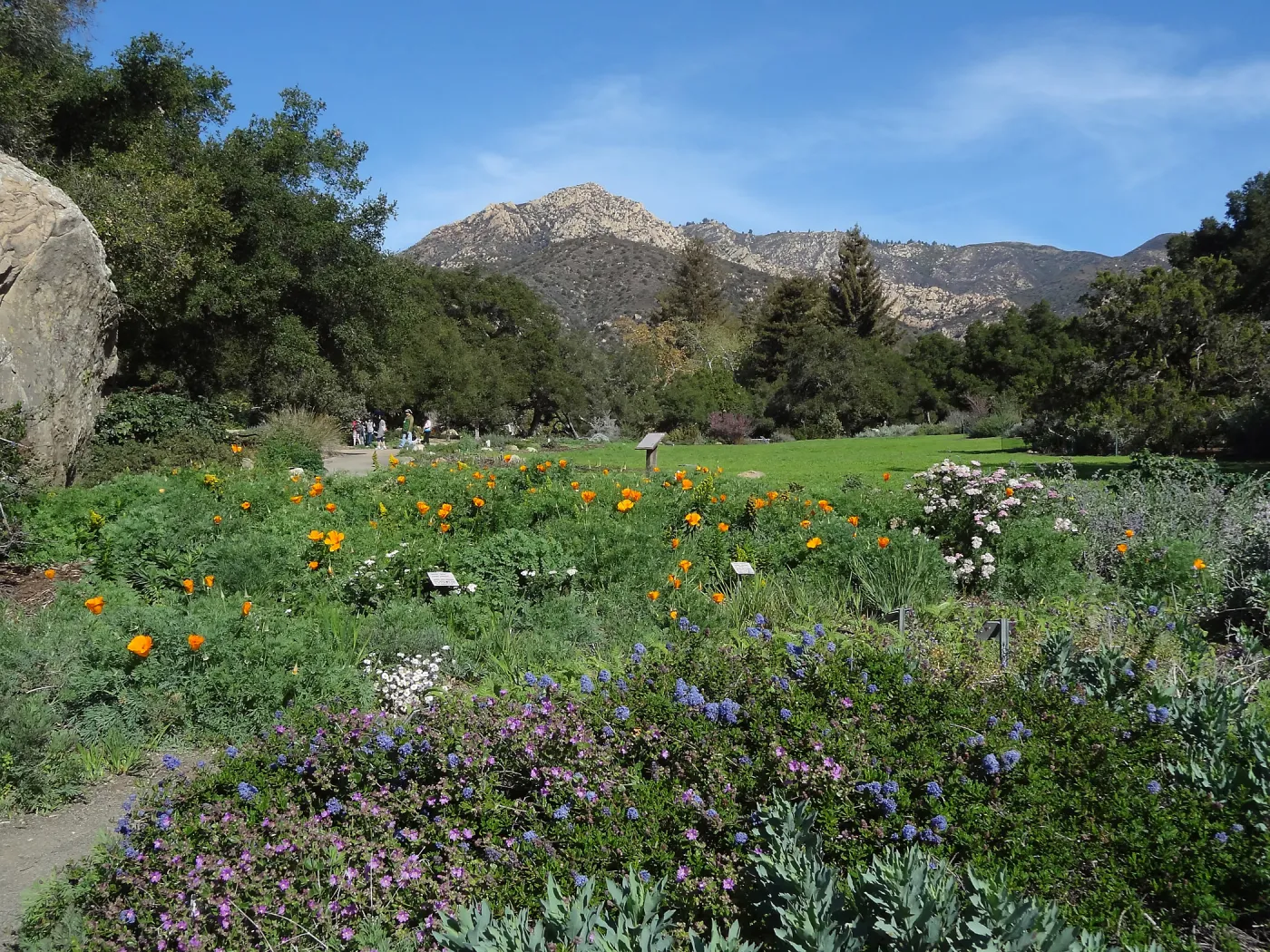 Meadow at SBBG