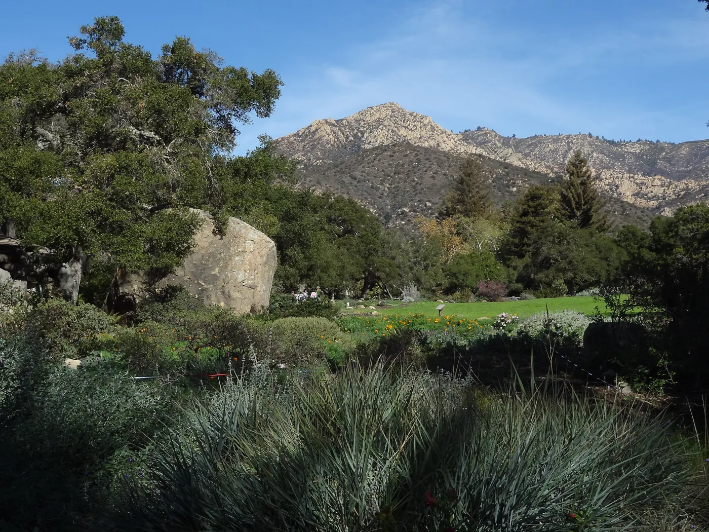 Meadow at SBBG