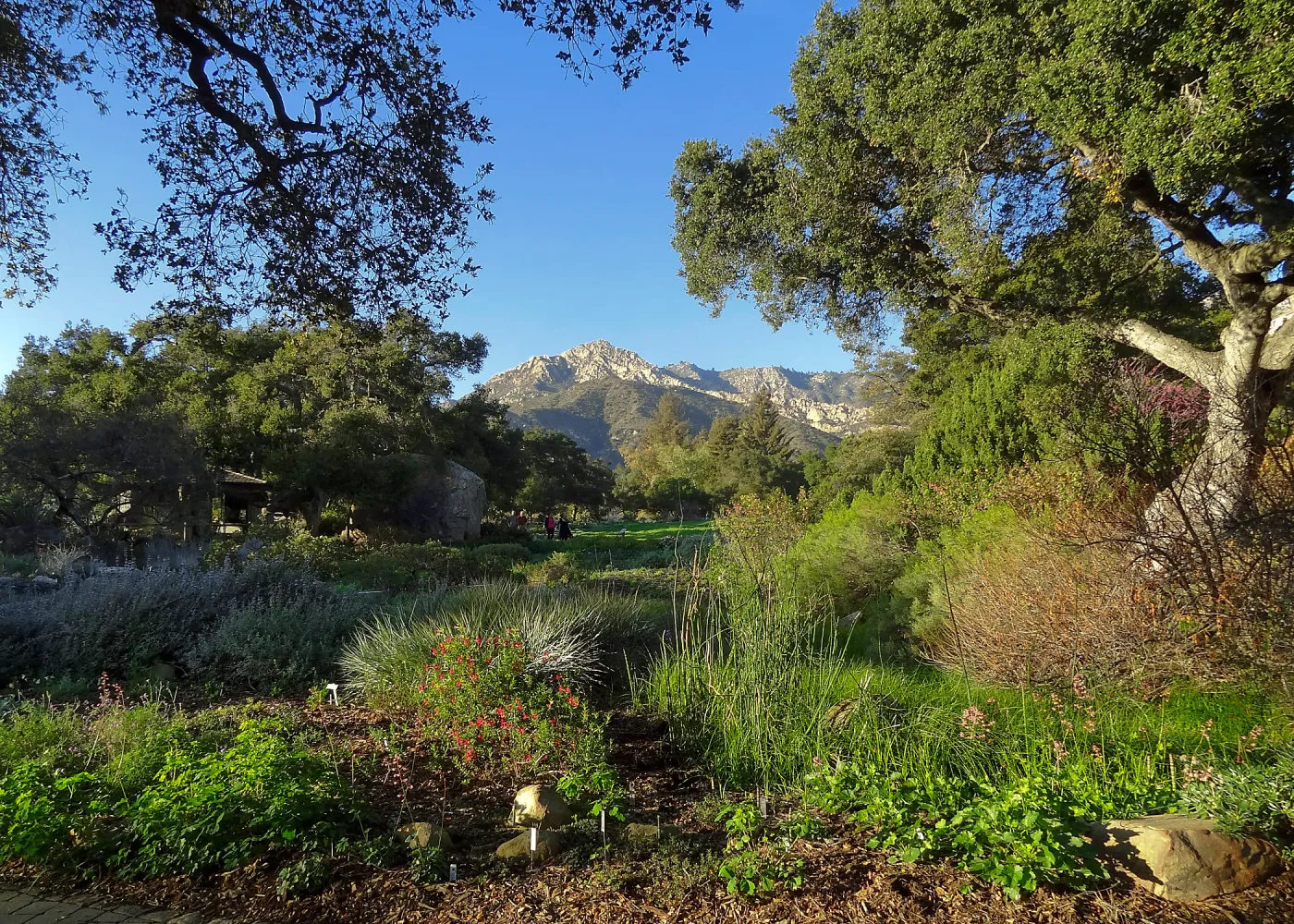 Lower Meadow with view to Arlington Peak