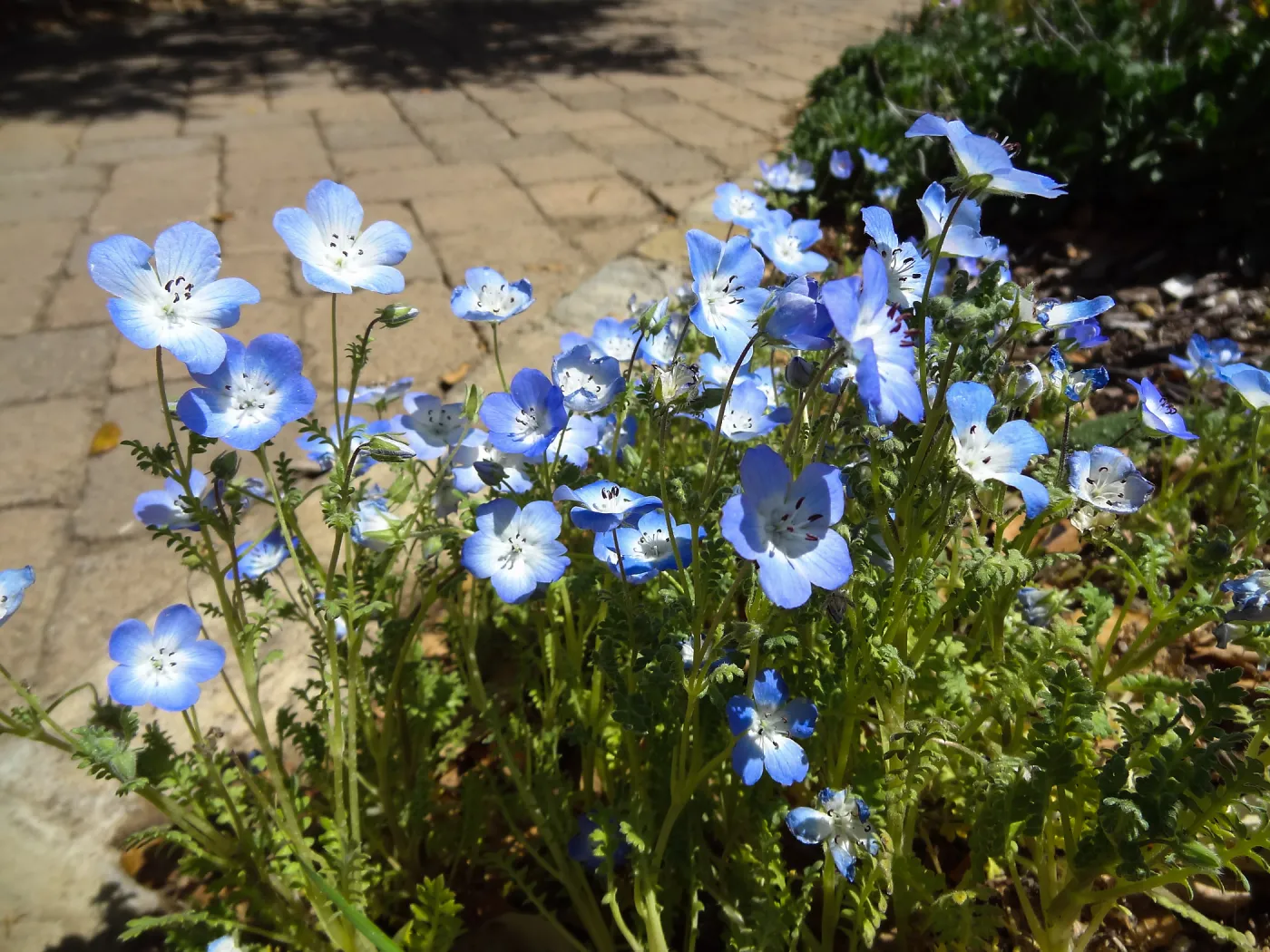 spring wildflowers, SBBG