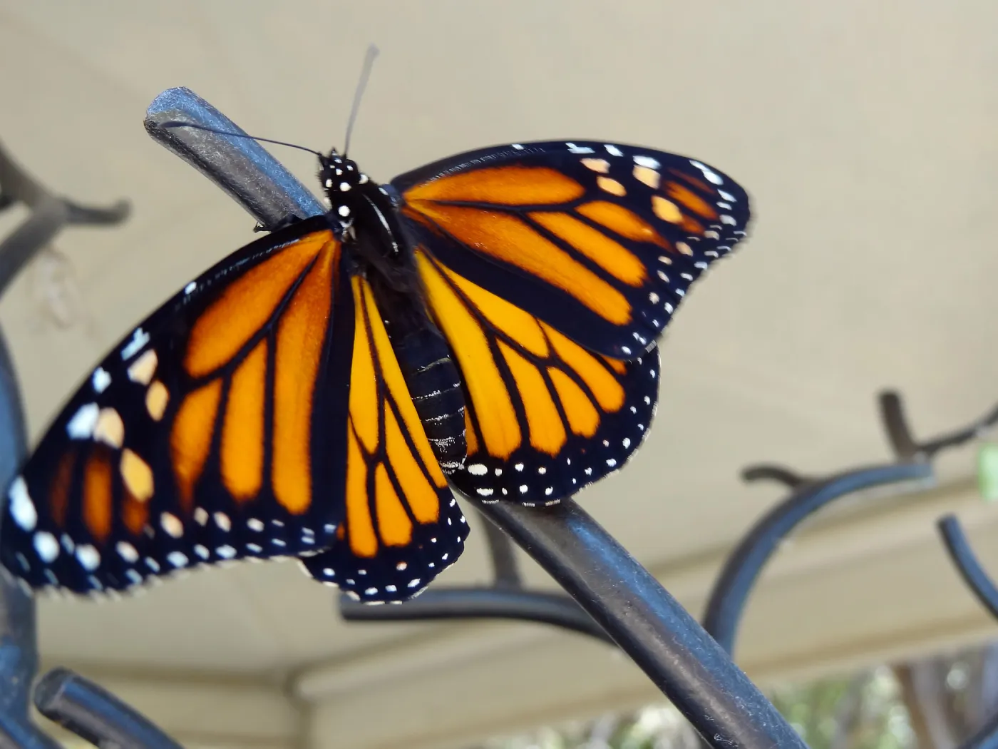 Monarch butterfly