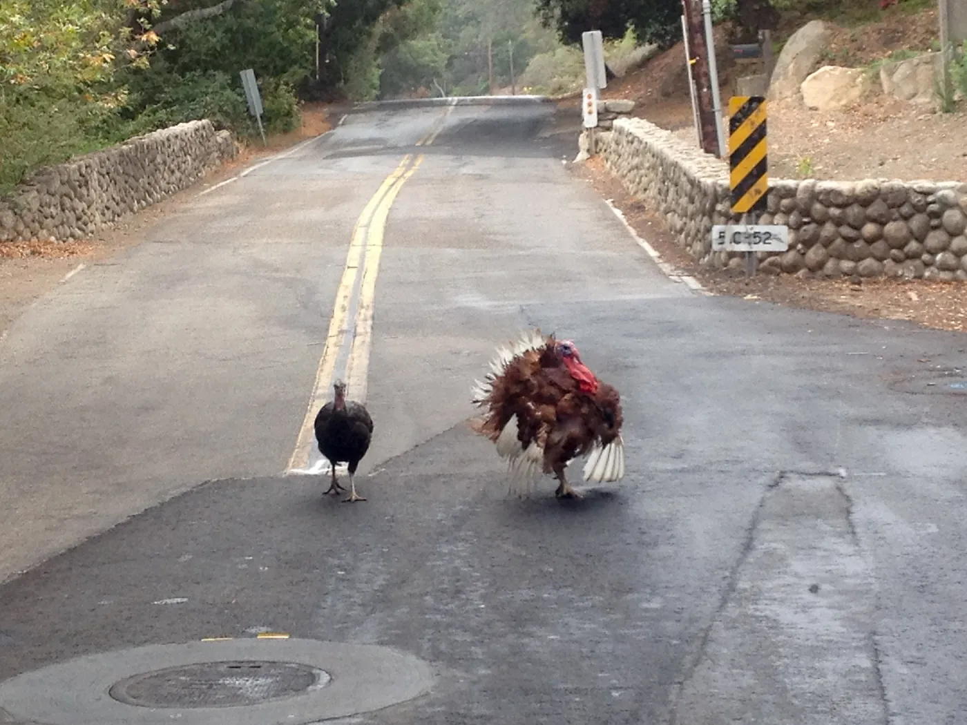 turkeys, Mission Canyon Road