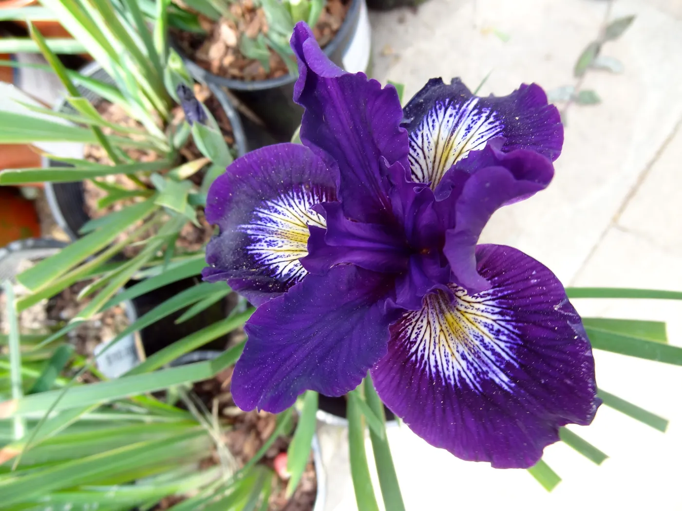 native Iris, Spring Plant Sale 2014