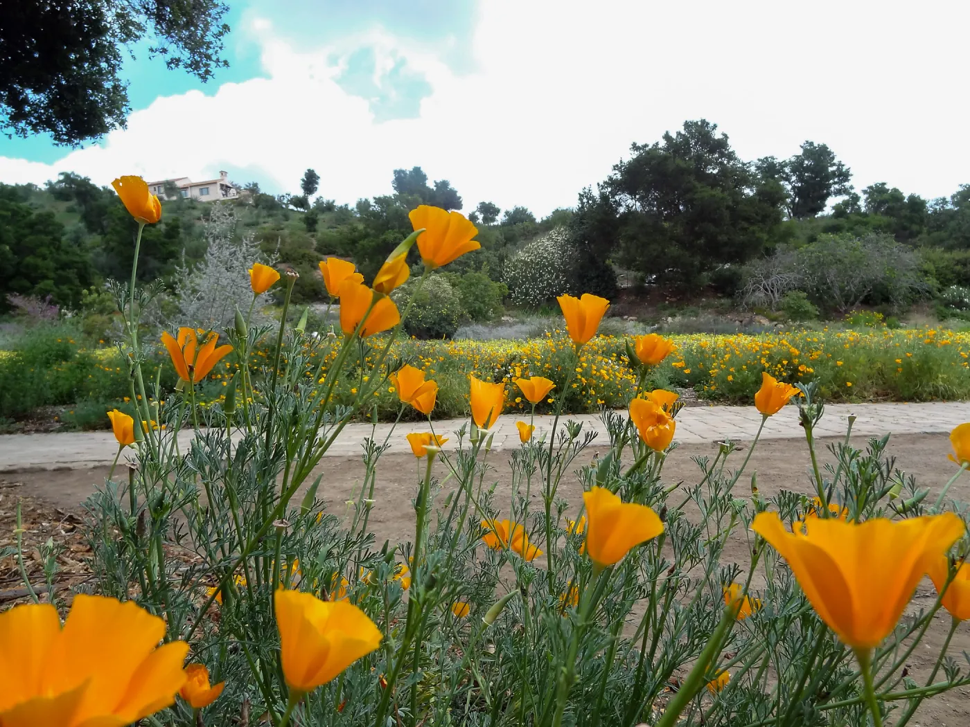 Spring wildflower display in the Meadow