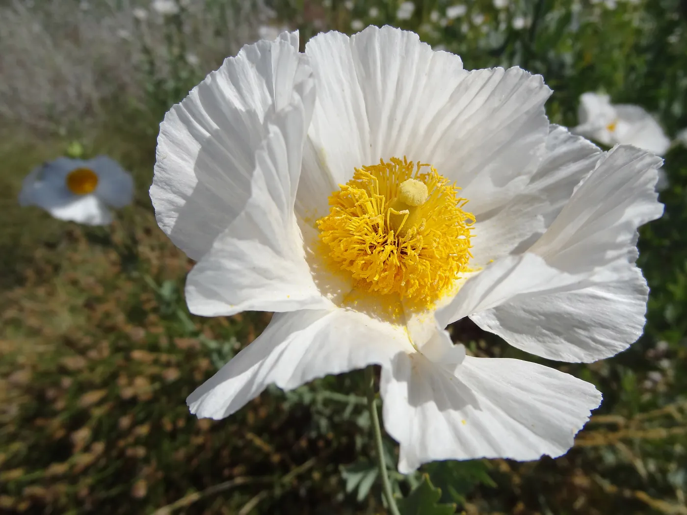 Matilija poppy flowers, Porter Trail