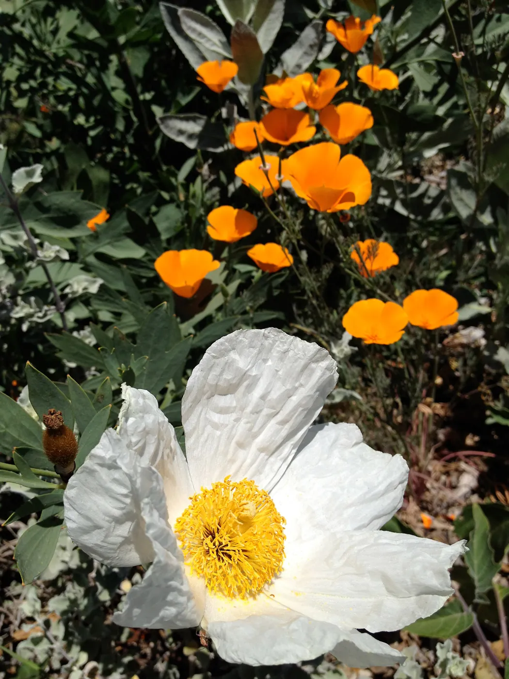 California and Matilija poppies, Porter Trail