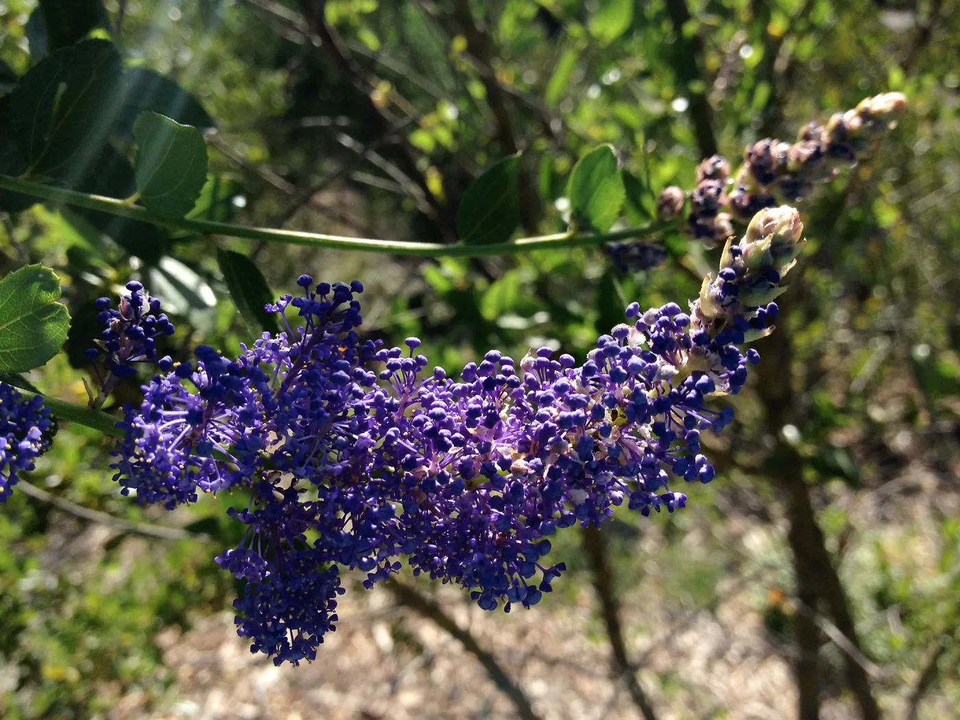 Ceanothus (California Lilac), Porter Trail