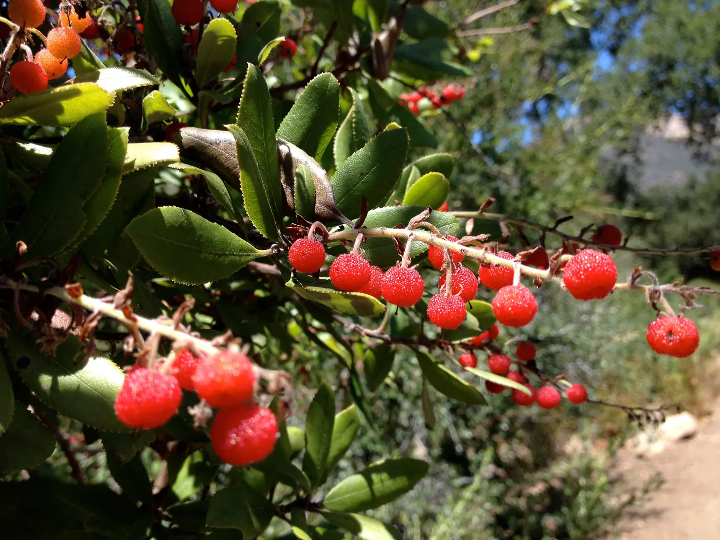 fall color, red berries, SBBG