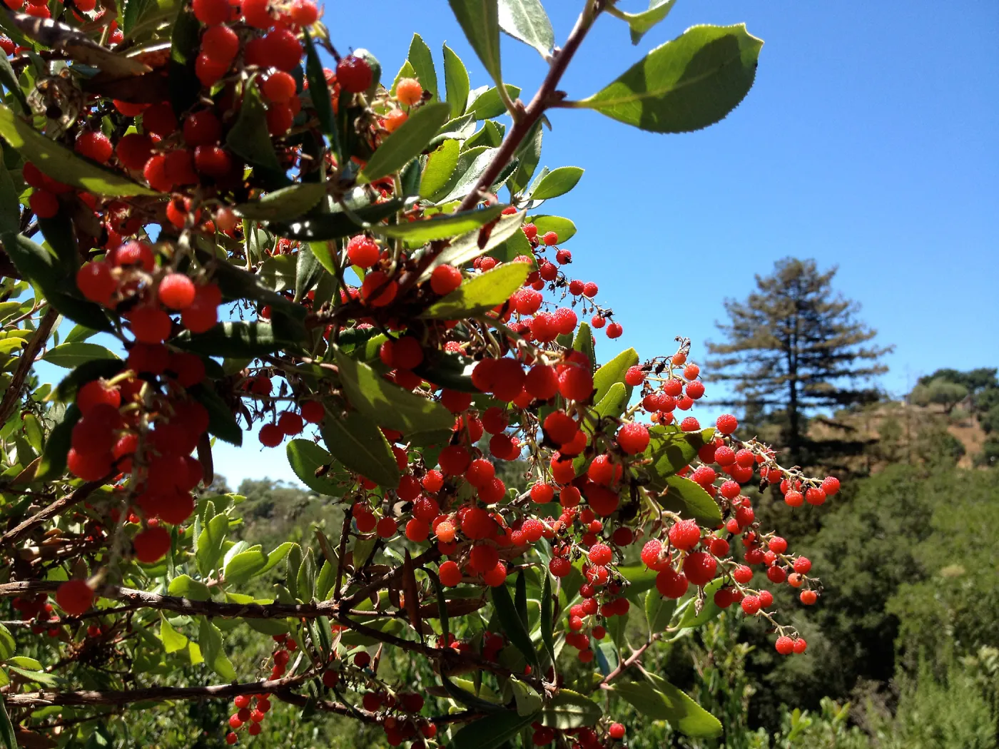 fall color, red berries, SBBG