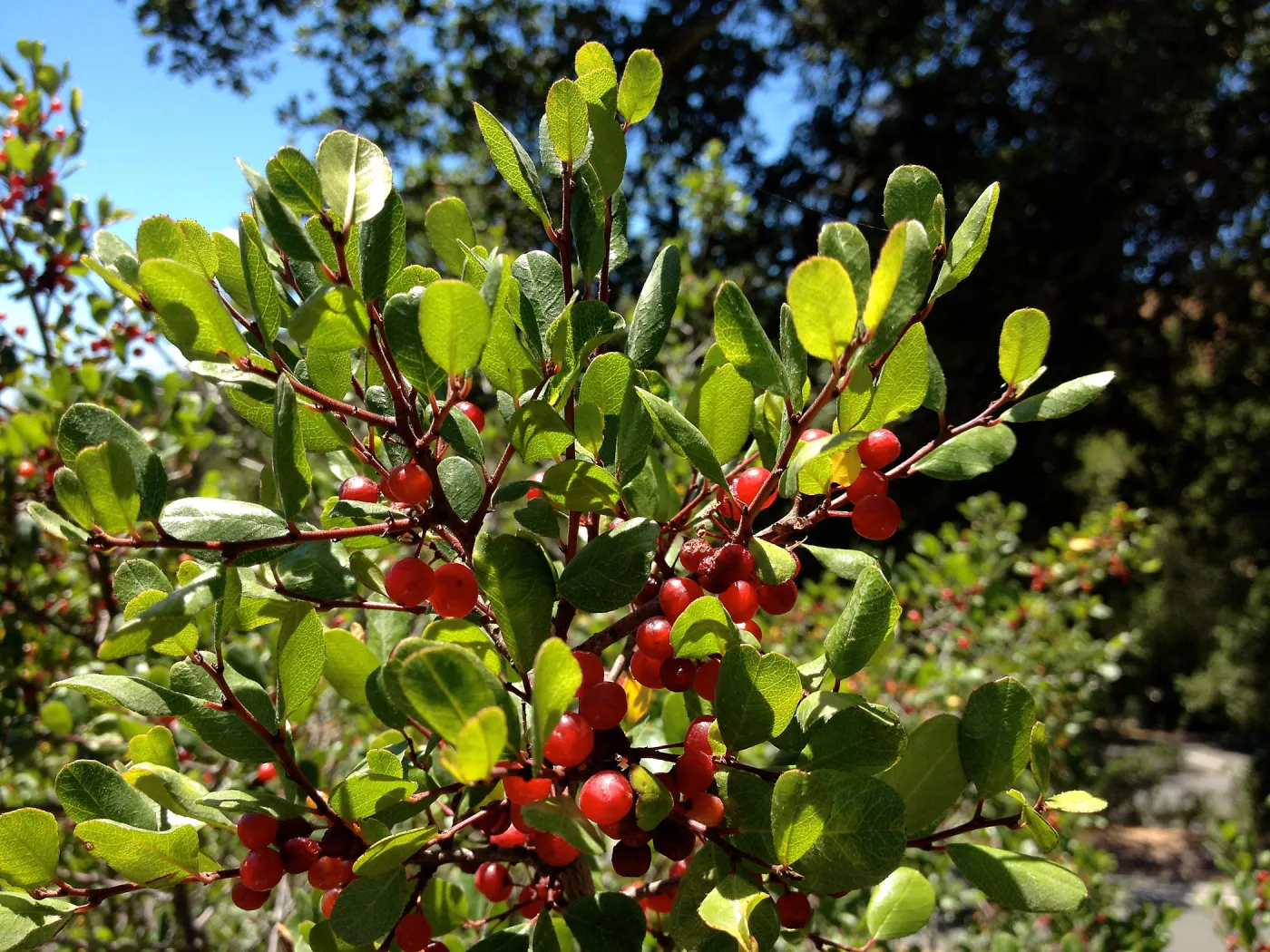 fall color, red berries, SBBG