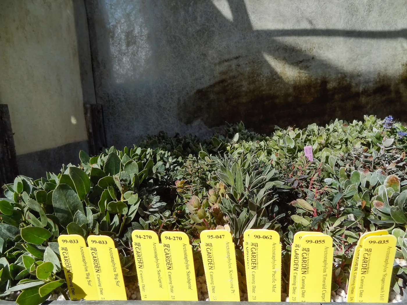 Hort Unit, plants and propagation beds