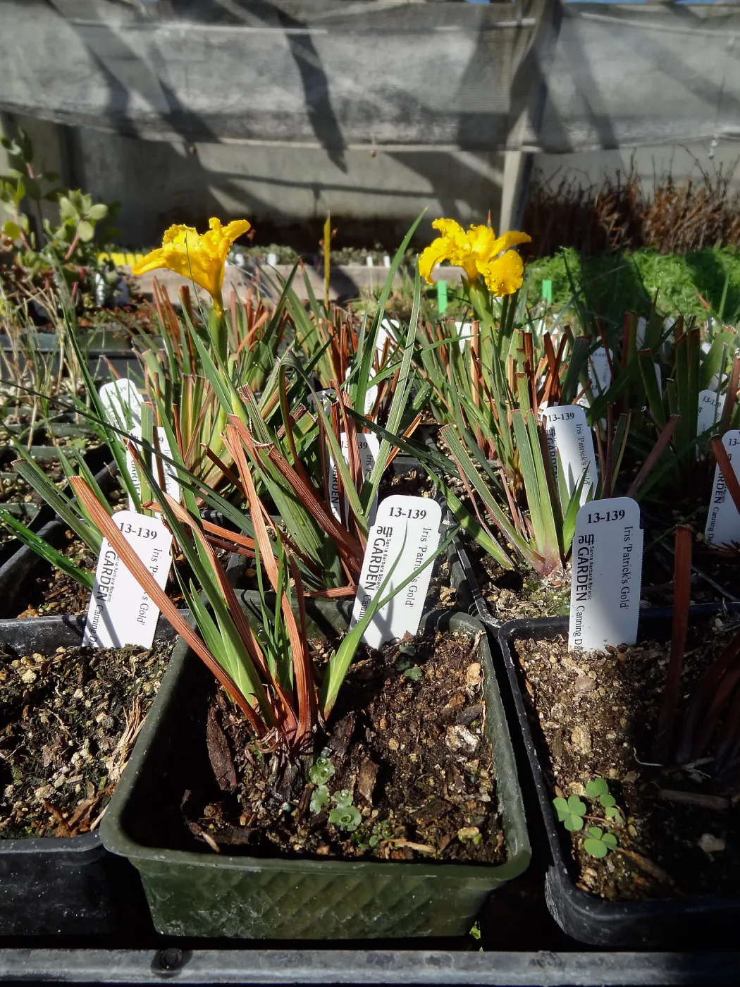 Hort Unit, plants and propagation beds