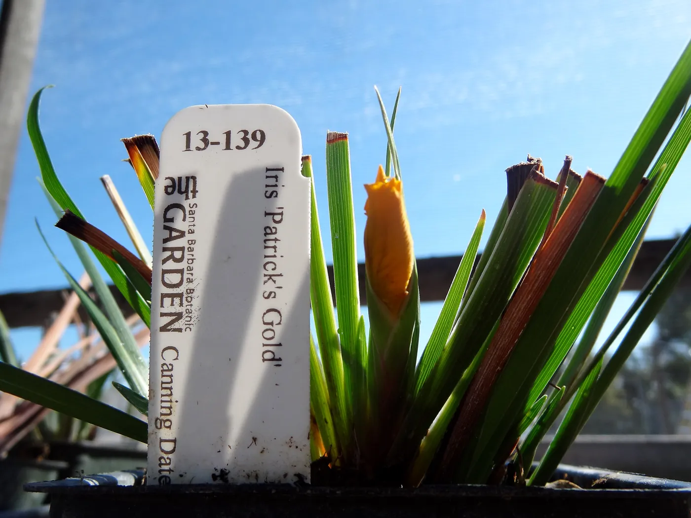 Hort Unit, plants and propagation beds