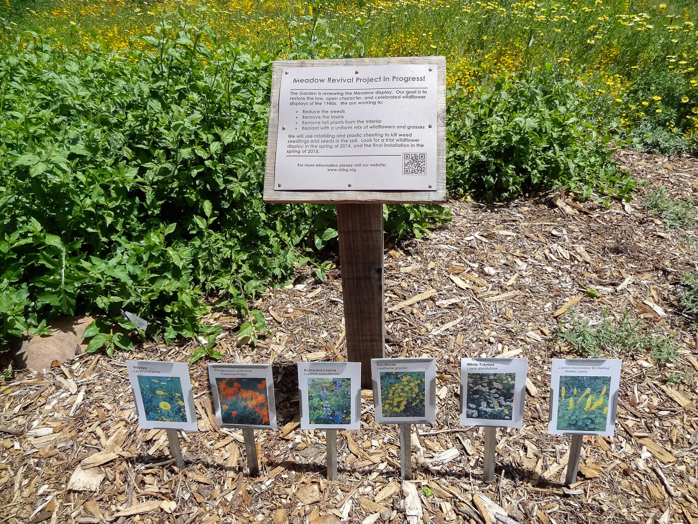 Meadow Revival signage, flower identification labels, spring wildflower Meadow 2014, SBBG