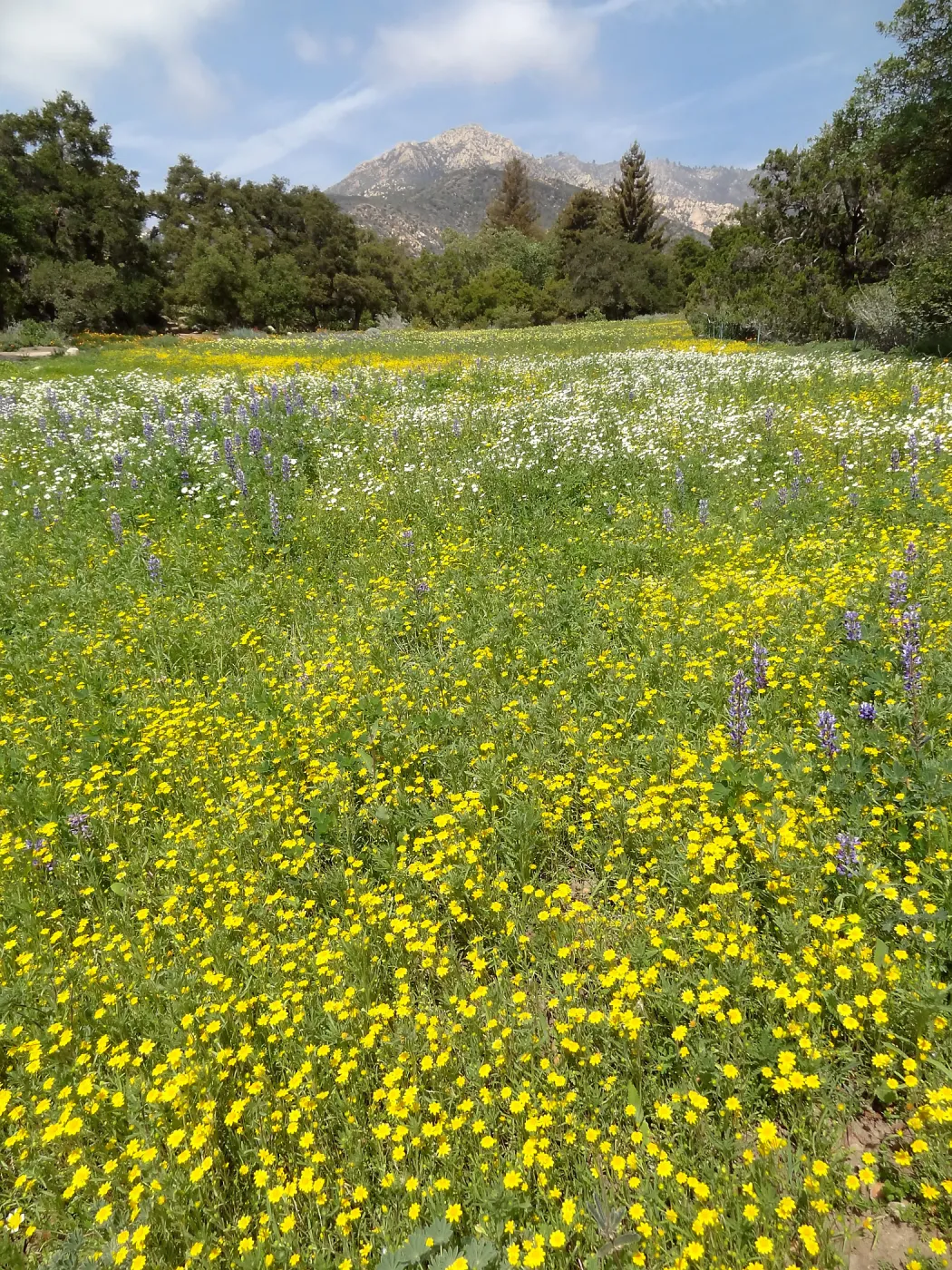 spring wildflower Meadow, 2014