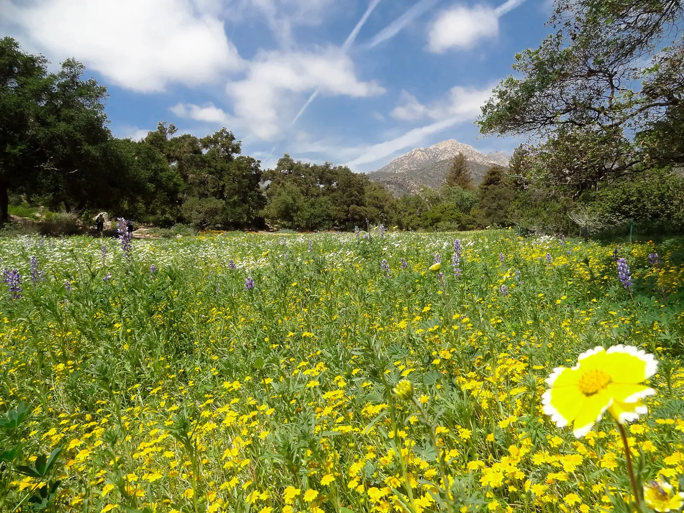 spring wildflower Meadow, 2014
