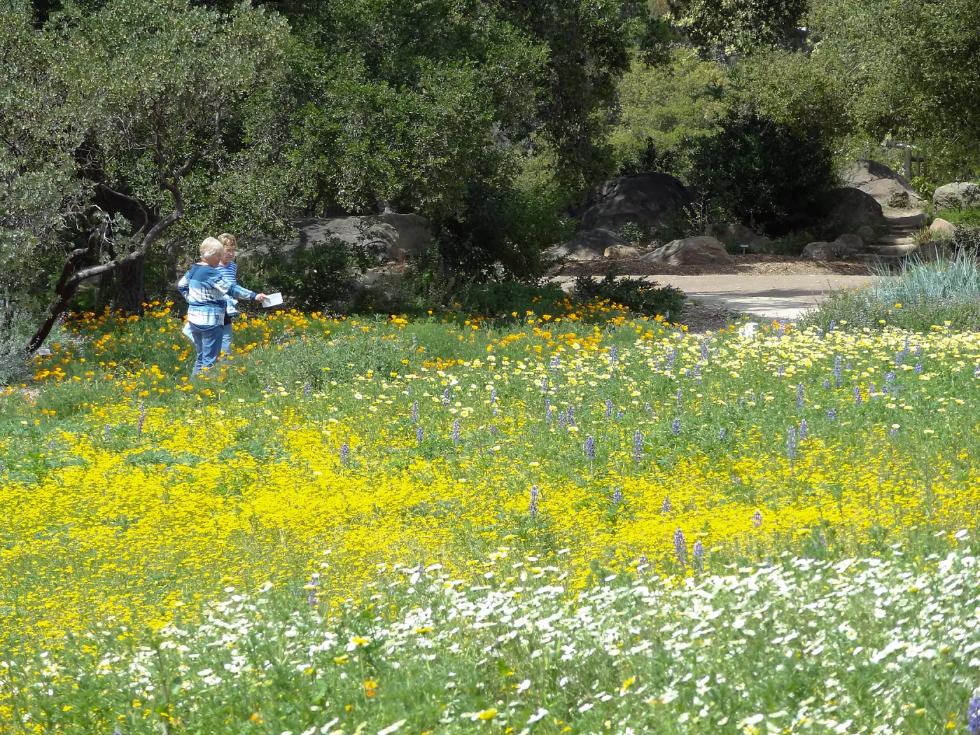 spring wildflower Meadow, 2014